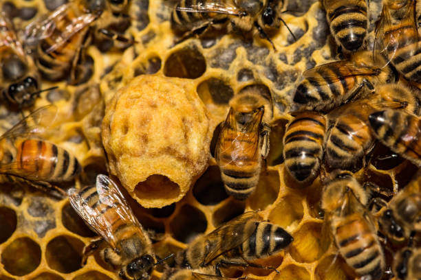A close up of a Honey Bee Emergency Queen Cell