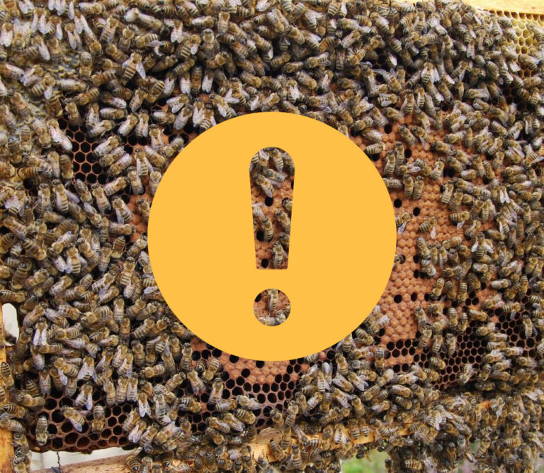 pszczoly (1)